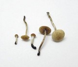 Conocybe vestita image