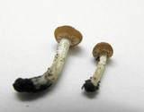 Conocybe vestita image
