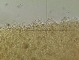 Conocybe vestita image