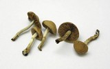 Conocybe exannulata image