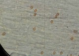 Conocybe exannulata image