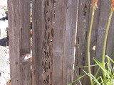 Oligoporus amarus image