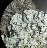 Imshaugia placorodia image