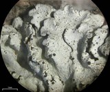 Imshaugia placorodia image