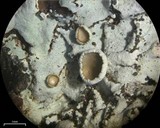 Imshaugia placorodia image