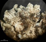 Imshaugia placorodia image