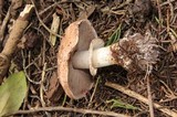 Agaricus brunneofibrillosus image