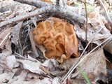 Gyromitra korfii image