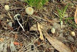 Parasola auricoma image