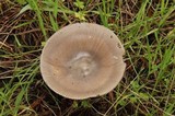 Amanita pachycolea image