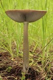 Amanita pachycolea image