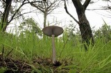 Amanita pachycolea image