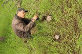Amanita pachycolea image