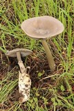 Amanita pachycolea image