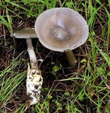 Amanita pachycolea image