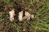 Amanita pachycolea image
