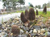 Morchella importuna image