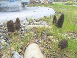 Morchella importuna image