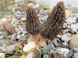 Morchella importuna image