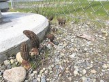 Morchella importuna image