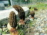 Morchella importuna image
