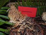 Ramaria gelatinosa image
