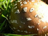 Amanita ameripanthera image