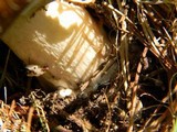 Amanita ameripanthera image