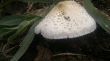Chlorophyllum hortense image