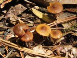 Conocybe rugosa image