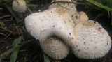 Chlorophyllum hortense image