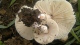 Chlorophyllum hortense image