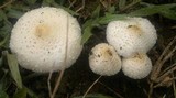 Chlorophyllum hortense image