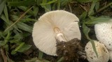 Chlorophyllum hortense image