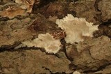 Ramaricium flavomarginatum image
