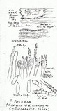 Ramaricium flavomarginatum image