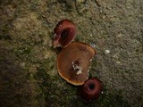 Coltricia cinnamomea image