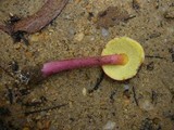 Boletellus obscurecoccineus image