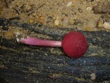 Boletellus obscurecoccineus image