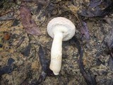 Boletellus dissiliens image
