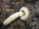 Boletellus dissiliens image