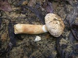 Boletellus dissiliens image