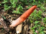 Mutinus elegans image