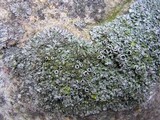 Phaeophyscia adiastola image
