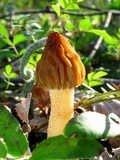 Morchella punctipes image
