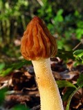 Morchella punctipes image
