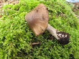 Inocybe assimilata image