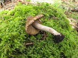 Inocybe assimilata image