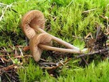 Entoloma cetratum image