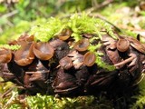 Ciboria rufofusca image